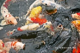 JAPAN2018_P8680305